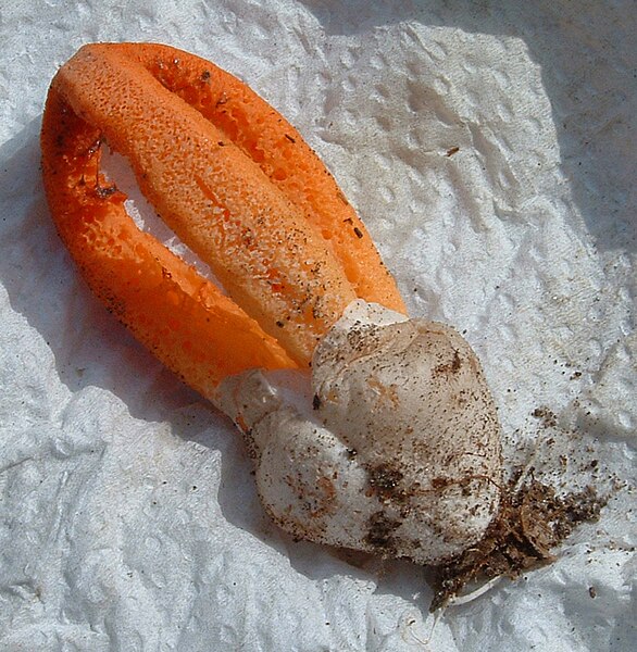 File:Clathrus columnatus.jpg