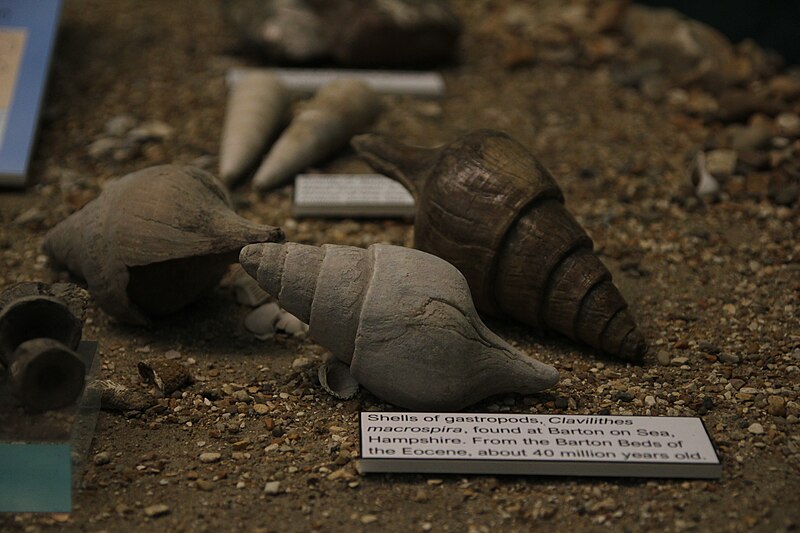 File:Clavilithes Macrospira Shells, Cumberland House Natural History Museum.jpg