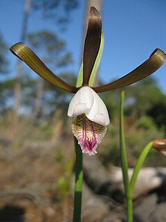 <i>Cleistesiopsis divaricata</i> Species of orchid