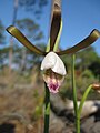 Cleistesiopsis divaricata flower