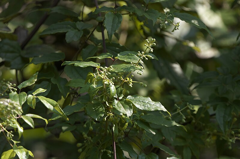 File:Clematis ¿ species ? (50575880622).jpg