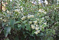 leaves and flowers