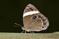 * Nomination: Close wing basking position of Lethe verma (Kollar, 1844) - Straight-banded Treebrown. By User:Thamblyok --Sandipoutsider 09:29, 20 July 2023 (UTC) * Review upscaled? --Charlesjsharp 21:47, 20 July 2023 (UTC)