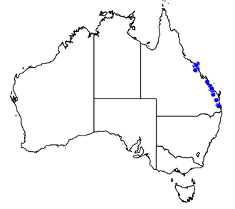 Distribution map of Coelocion australis Coelocion australis map.png