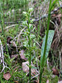 Dactylorhiza viridis Finland