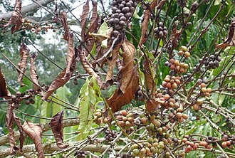 Robusta coffee tree infected by coffee wilt disease, credit The Mediae Company Coffee Wilt Disease.jpg