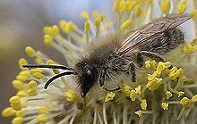 Colletes cuniculariusm.jpg