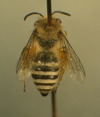 <i>Colletes hyalinus</i> Species of bee