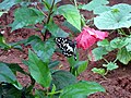 * Nomination: Common Jay (Graphium doson) Butterfly on a Hibiscus Flower at Visakhapatnam Zoological Park in India --Adityamadhav83 10:57, 10 September 2013 (UTC) * * Review needed