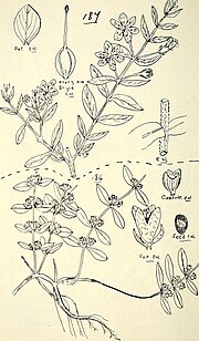 Thumbnail for File:Comprehensive catalogue of Queensland plants, both indigenous and naturalised. To which are added, where known, the aboriginal and other vernacular names; with numerous illustrations, and copious (14802720243).jpg