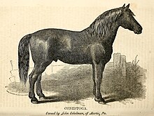 Illustration of a Conestoga horse, a breed of draft animal used for Conestoga wagons, in 1863 Conestoga, Report of the Commissioner of Agriculture for the year 1863, page 175.jpg