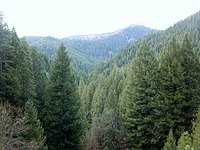 Зимзелена шума во северна Калифорнија