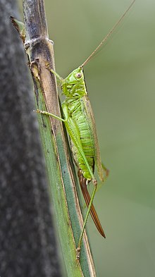 Conocephalus fuscus pjt1.jpg 