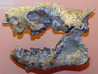 <span class="mw-page-title-main">Conoryctidae</span> Extinct family of mammals