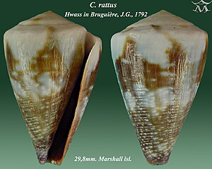 Enclosure of Conus rattus