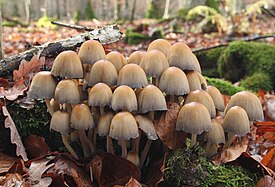 Kiillemustesieni (Coprinellus micaceus)