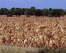 Dead cornfield in drought, West Tennessee Cornfield in 2007 drought, eastern West Tennessee (cropped).jpg