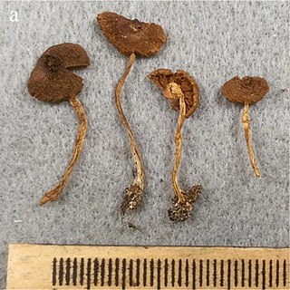 <i>Cortinarius subsaniosus</i> Species of fungus