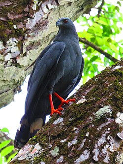 Crane hawk - Panama.jpg