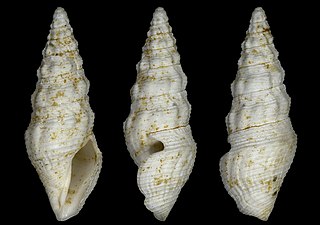 <i>Crassispira margaritula</i> Extinct species of gastropod