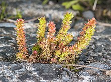 Crassula alata.jpg