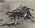Cremation of people who died from famine in India.jpg