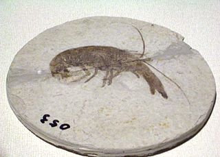 <i>Cricoidoscelosus</i>