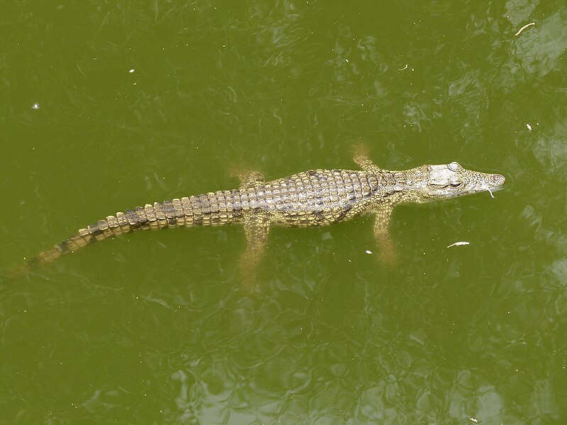 File:Crocodylus - Crocodile - Krokodil - 03.jpg