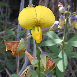 Crotalaria retusa