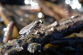 Crumomyia nitida