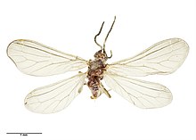 Cryptoscenea australiensis (Enderlein, 1906) (AM AMNZ85147).jpg