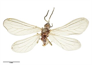 <i>Cryptoscenea australiensis</i> Species of insect