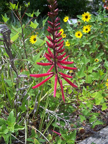 File:Crystal River erythrina01.jpg