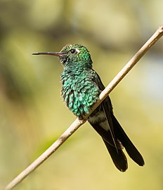 Cuban emerald Chlorostilbon ricordii ♂