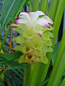 Curcuma longa 001