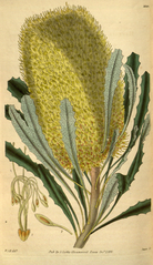 plate 3120 Banksia media Intermediate Banksia