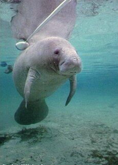 Picture of a Manatee in water