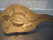 een fossiel van Cyamodus.