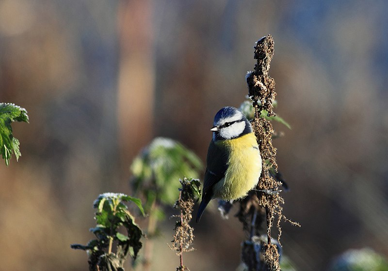 File:Cyanistes caeruleus -Brandon Wood, Warwickshire, England-8.jpg