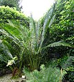 Cycas chevalieri, Parque Terra Nostra, Furnas, Azoren