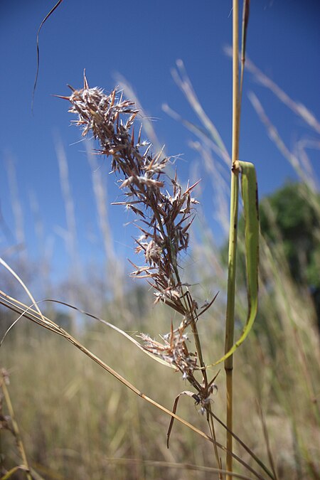 Cymbopogon giganteus MS4968.JPG