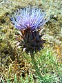 Cynara humilis