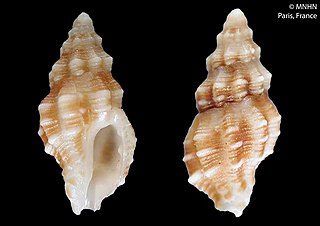 <i>Cytharomorula lefevreiana</i> Species of gastropod