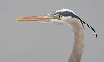 English: great blue heron