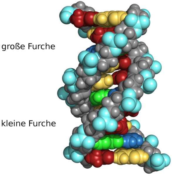 File:DNA Furchen.png