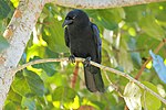 Thumbnail for White-necked crow