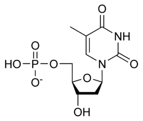 Chemická struktura thymidinmonofosfátu