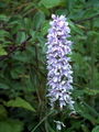 Dactylorhiza fuchsii