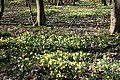 Daffodils in Foxburrow Wood - geograph.org.uk - 2328477.jpg