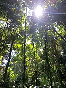 Interior del bosc